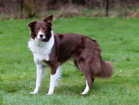 Brown Border Collie