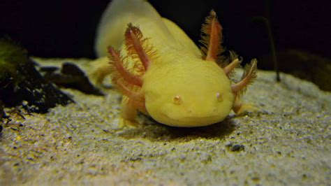 Rare Axolotl Colours