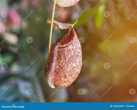 Close Up Nepenthes Carnivorous Plant or Monkey Cups or Tropical Pitcher ...