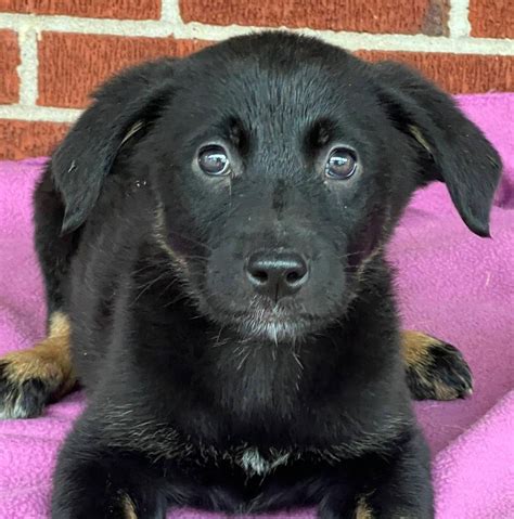 Tender Loving Care Animal Shelter