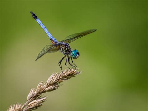 Damselfly Vs Dragonfly