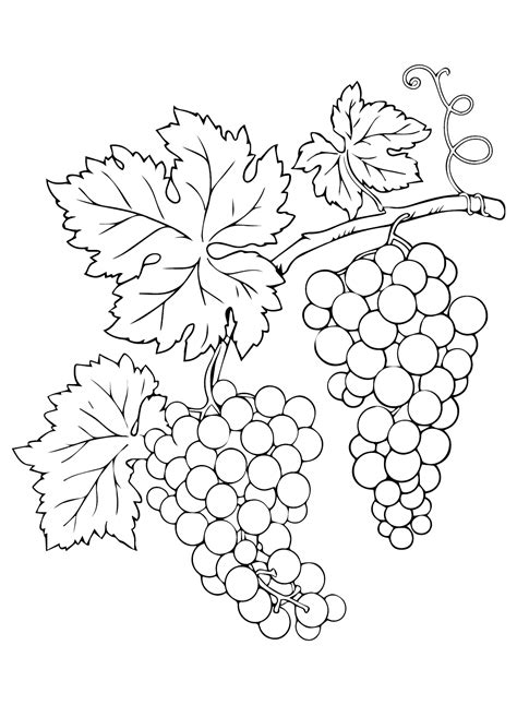 20+ Grapes Coloring Pages - Free Printable PDF & Online Coloring