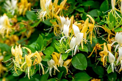 Japanese Honeysuckle Plant: Care and Growing Guide