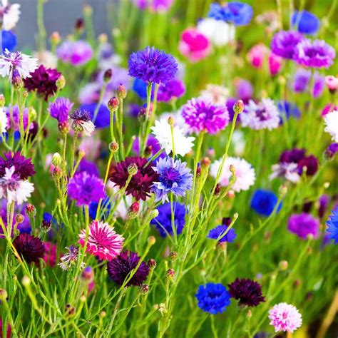 Buy Best Quality Cornflower Dwarf Double Polka Dot Mix Seeds