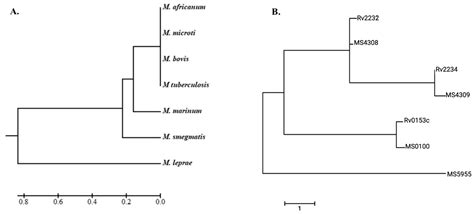 Using In Silico Methods to Identify Protein Tyrosine Kinase A (PtkA ...