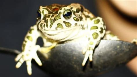 Image result for Green Toad Meme