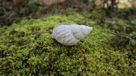 Image result for Empty Snail Shell