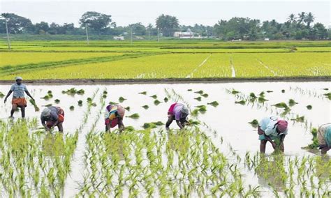 अरे व्वा, भारीच की! आता भात शेतीवर रोगाची भीती नाही, वापरा ही खास पद्धत ...