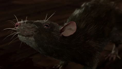 Ratin Sesescor - bg3.wiki