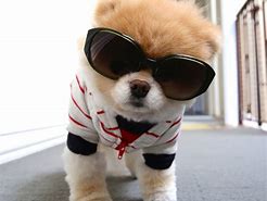 Image result for Cute Animals Dogs