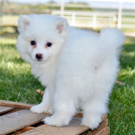 White Fluffy Puppies White Dog Breeds: Our Top Picks