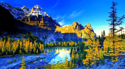 Computer Wallpapers 的图像结果