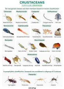 Image result for Class Crustacea Main Features