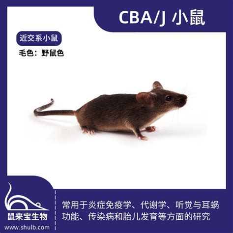 CBA/J小鼠 - 鼠来宝生物