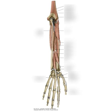 Forearm Posterior Compartment Muscles