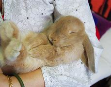 Image result for Baby Bunny Sleeping