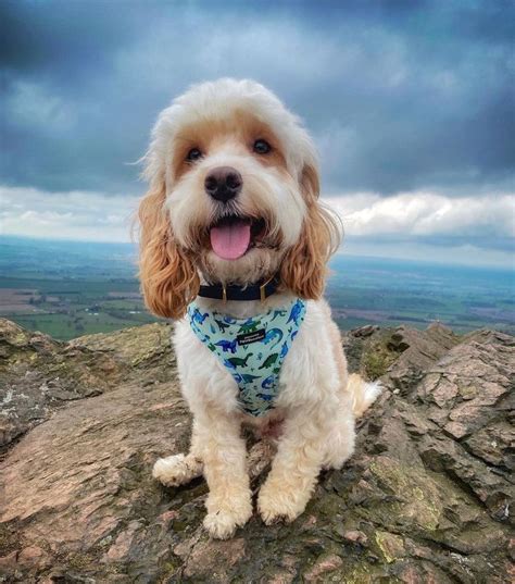 Image result for Cute Cockapoo Puppies