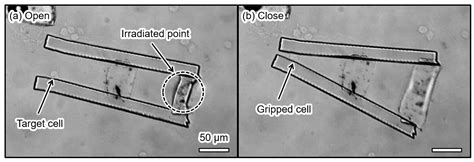 Microgripper Using Soft Microactuators for Manipulation of Living Cells