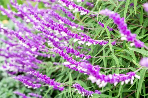 Salvia leucantha (Mexican Bush Sage): Care and Growing Guide