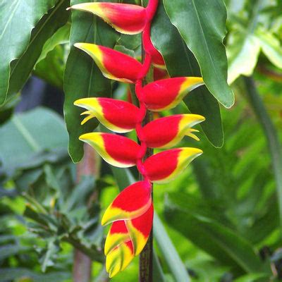 Bakul tree Mimusops elengi Borsalli Plant – GreenParadiseLive