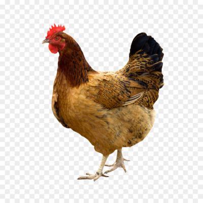 Hen PNG Clipart Background - Pngsource