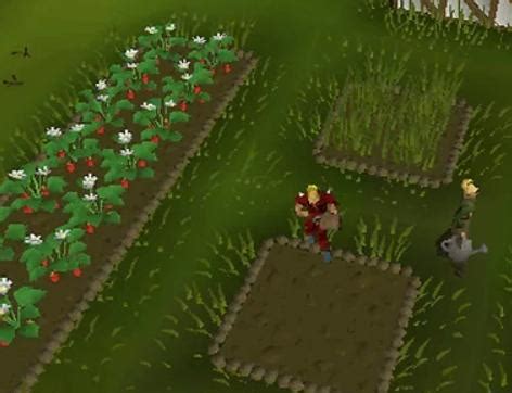 Image result for Wheat Tree OSRS