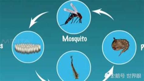 动画演示-蚊子的成长过程_腾讯视频