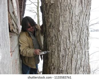 Tapping a Maple Tree 的图像结果