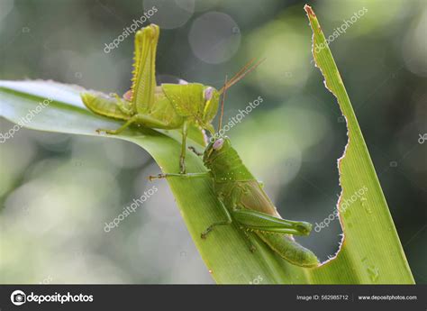 Grasshopper Eating Grass 107 Grasshoppers Eat Grass Stock Photos