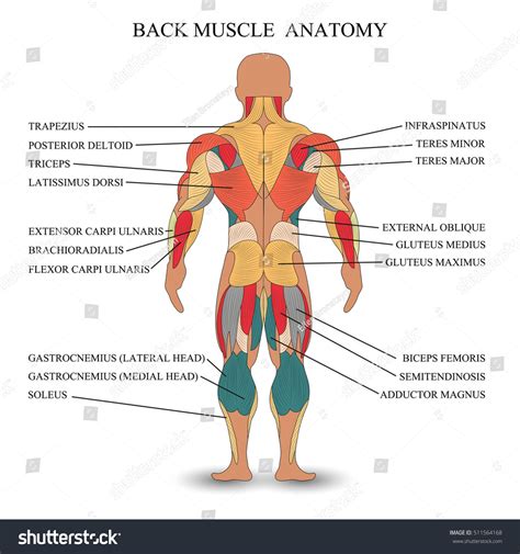 Anatomy Human Muscles Back Template Medical 스톡 일러스트 511564168