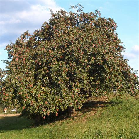 Image result for Bush Apple Tree