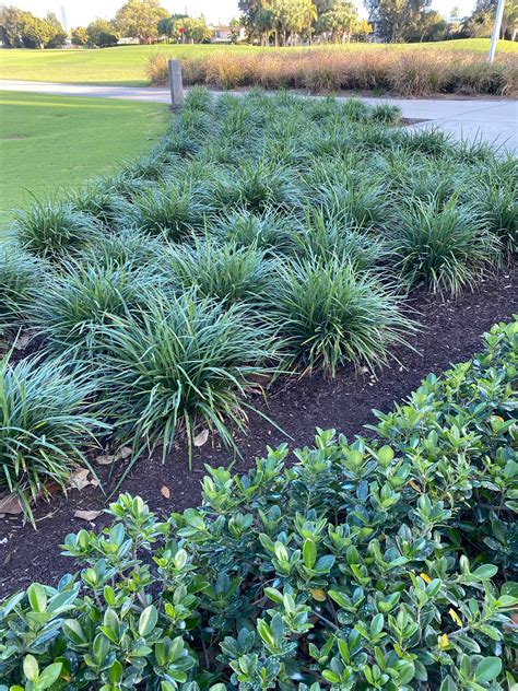 Buy Liriope Muscari Super Blue Lilyturf | Eureka Farms