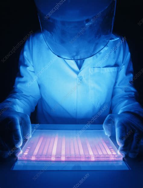 Image result for What Is DNA Analysis