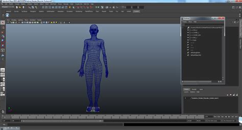 3D model Anatomy Female Muscular System | 3D Molier International