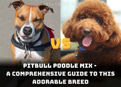 Pitbull Poodle Mix - A Comprehensive Guide To This Adorable Breed