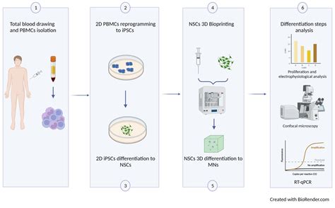 Patients’ Stem Cells Differentiation in a 3D Environment as a Promising ...