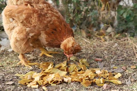 So, Can Chickens Eat Corn Husks?