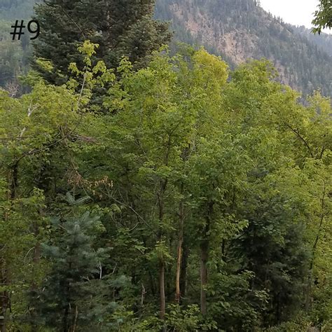 Tanners Flat Camping | The Dyrt