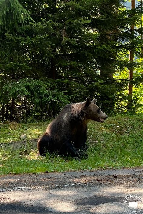 Explore Romania’s Wild Central Park Where Bears Roam As Lions Once Did