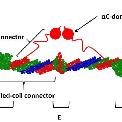 Image result for Fibrinogen Structure