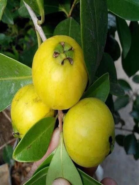 Image result for Lemon Guava Tree