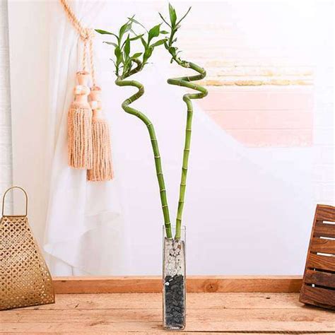 Buy Curtain creeper, Vernonia creeper, Parda bel - Plant online from ...