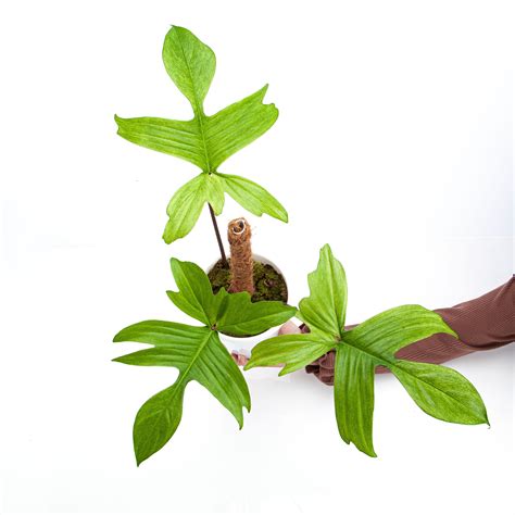 Philodendron Florida Ghost - Mature size – Plantstop.us