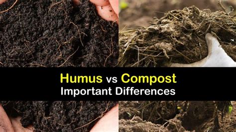 Image result for Compost Humus Texture