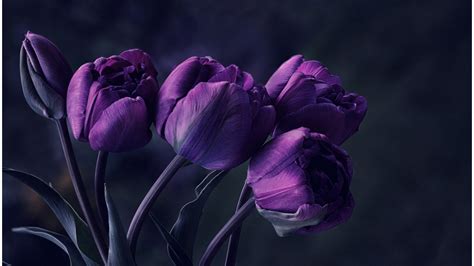 Dark Flower Wallpaper (70+ images)