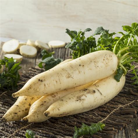 Radish Daikon Mooli Japana F1 - Premier Seeds Direct
