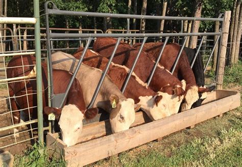 Image result for Small Farm Beef Processing