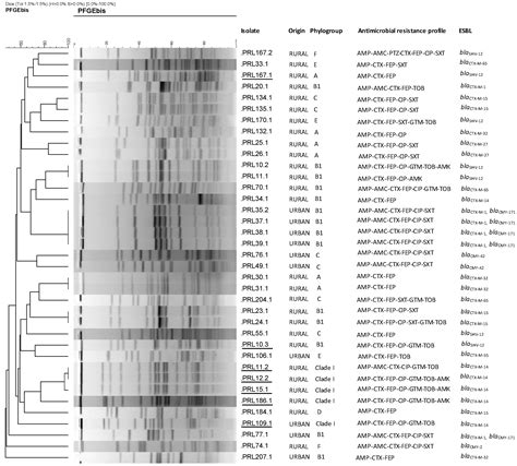 High Prevalence and Diversity of Cephalosporin-Resistant ...