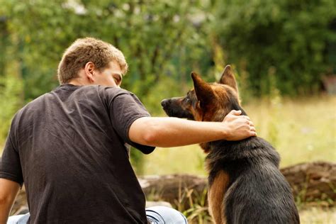 Should You Let Strangers Pet Your German Shepherd