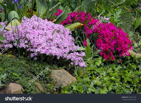 Creeping Alpine Moss Phlox Phlox Subulata Stock Photo 699444100 ...